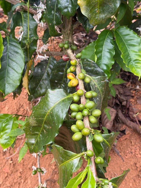 Ripe coffee cherries on the branch at Hacienda La Palma